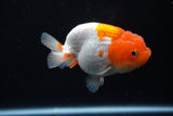 Juvenile Lionchu  Red White 4 Inch (ID#1122R11a-17) Free2Day SHIPPING