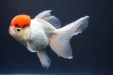 Thai Oranda  Red Cap 5.5 Inch (ID#913To13a-22) Free2Day SHIPPING Please see notes