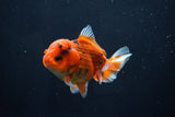 Short Body Thai Oranda  Calico 4 Inch (ID#1025To14b-69) Free2Day SHIPPING