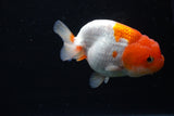 Juvenile Lionchu  Red White 4 Inch (ID#1122R11a-17) Free2Day SHIPPING