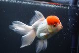 Thai Oranda  Red Cap 5.5 Inch (ID#913To13a-22) Free2Day SHIPPING Please see notes