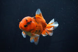 Short Body Thai Oranda  Calico 4 Inch (ID#1025To14b-69) Free2Day SHIPPING