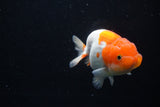 Juvenile Lionchu  Red White 4 Inch (ID#1122R11a-17) Free2Day SHIPPING