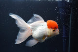 Thai Oranda  Red Cap 5.5 Inch (ID#913To13a-22) Free2Day SHIPPING Please see notes