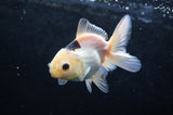 Juvenile Thai Oranda  Panda 4 Inch (ID#418T13b-73) Free2Day SHIPPING