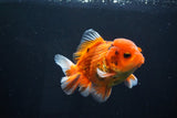 Short Body Thai Oranda  Calico 4 Inch (ID#1025To14b-69) Free2Day SHIPPING