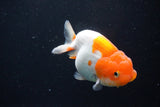 Juvenile Lionchu  Red White 4 Inch (ID#1122R11a-17) Free2Day SHIPPING