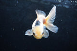 Juvenile Thai Oranda  Panda 4 Inch (ID#418T13b-73) Free2Day SHIPPING