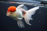 Thai Oranda  Red Cap 5.5 Inch (ID#913To13a-22) Free2Day SHIPPING Please see notes