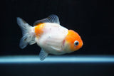 Yuan Bao Oranda  Calico 3.5 Inch (ID#816Yb10b-12) Free2Day SHIPPING