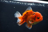 Short Body Thai Oranda  Calico 4 Inch (ID#1025To14b-69) Free2Day SHIPPING