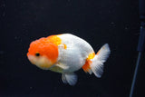 Juvenile Lionchu  Red White 3.5 Inch (ID#1122R11a-18) Free2Day SHIPPING