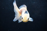 Juvenile Thai Oranda  Panda 4 Inch (ID#418T13b-73) Free2Day SHIPPING