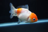 Yuan Bao Oranda  Calico 3.5 Inch (ID#816Yb10b-12) Free2Day SHIPPING