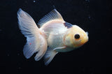 Juvenile Thai Oranda  Panda 4 Inch (ID#418T13b-73) Free2Day SHIPPING