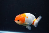 Juvenile Lionchu  Red White 3.5 Inch (ID#1122R11a-18) Free2Day SHIPPING