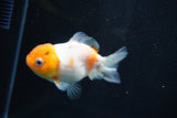 Yuan Bao Oranda  Calico 3.5 Inch (ID#816Yb10b-12) Free2Day SHIPPING