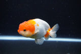 Juvenile Lionchu  Red White 3.5 Inch (ID#1122R11a-18) Free2Day SHIPPING