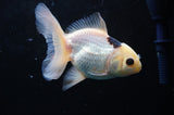 Juvenile Thai Oranda  Panda 4 Inch (ID#418T13b-73) Free2Day SHIPPING