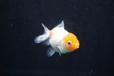 Yuan Bao Oranda  Calico 3.5 Inch (ID#816Yb10b-12) Free2Day SHIPPING