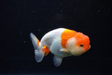 Juvenile Lionchu  Red White 3.5 Inch (ID#1122R11a-18) Free2Day SHIPPING