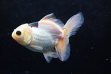 Juvenile Thai Oranda  Panda 4 Inch (ID#418T13b-73) Free2Day SHIPPING