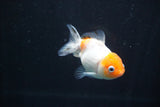 Yuan Bao Oranda  Calico 3.5 Inch (ID#816Yb10b-12) Free2Day SHIPPING