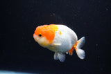 Juvenile Lionchu  Red White 3.5 Inch (ID#1122R11a-18) Free2Day SHIPPING