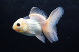 Juvenile Thai Oranda  Panda 4 Inch (ID#418T13b-73) Free2Day SHIPPING