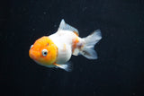 Yuan Bao Oranda  Calico 3.5 Inch (ID#816Yb10b-12) Free2Day SHIPPING