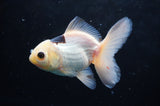 Juvenile Thai Oranda  Panda 4 Inch (ID#418T13b-73) Free2Day SHIPPING
