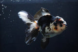 Thai Oranda  Tricolor 5.5 Inch (ID#1025To6c-104)