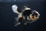 Thai Oranda  Tricolor 5.5 Inch (ID#1025To6c-104)