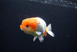 Juvenile Lionchu  Red White 3.5 Inch (ID#1122R11a-18) Free2Day SHIPPING