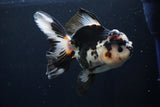 Thai Oranda  Tricolor 5.5 Inch (ID#1025To6c-104)