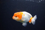 Juvenile Lionchu  Red White 3.5 Inch (ID#1122R11a-18) Free2Day SHIPPING