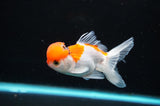 Juvenile Thai Oranda  Red White 3.5 Inch (ID#418T13b-74) Free2Day SHIPPING