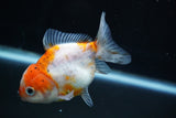 Yuan Bao Oranda  Calico 3.5 Inch (ID#816Yb10b-13) Free2Day SHIPPING