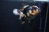 Thai Oranda  Tricolor 5.5 Inch (ID#1025To6c-104)