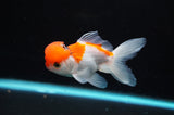 Juvenile Thai Oranda  Red White 3.5 Inch (ID#418T13b-74) Free2Day SHIPPING