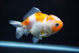 Yuan Bao Oranda  Calico 3.5 Inch (ID#816Yb10b-13) Free2Day SHIPPING