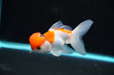 Juvenile Thai Oranda  Red White 3.5 Inch (ID#418T13b-74) Free2Day SHIPPING