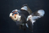 Thai Oranda  Tricolor 5.5 Inch (ID#1025To6c-104)