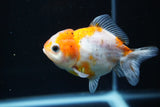 Yuan Bao Oranda  Calico 3.5 Inch (ID#816Yb10b-13) Free2Day SHIPPING