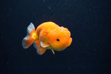 Juvenile Lionchu  Red White 3.5 Inch (ID#1126R11b-9) Free2Day SHIPPING