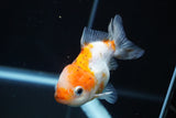 Yuan Bao Oranda  Calico 3.5 Inch (ID#816Yb10b-13) Free2Day SHIPPING