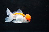 Juvenile Thai Oranda  Red White 3.5 Inch (ID#418T13b-74) Free2Day SHIPPING