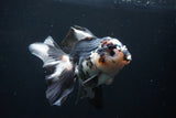 Thai Oranda  Tricolor 5.5 Inch (ID#1025To6c-104)