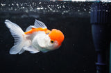Juvenile Thai Oranda  Red White 3.5 Inch (ID#418T13b-74) Free2Day SHIPPING