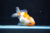 Yuan Bao Oranda  Calico 3.5 Inch (ID#816Yb10b-13) Free2Day SHIPPING